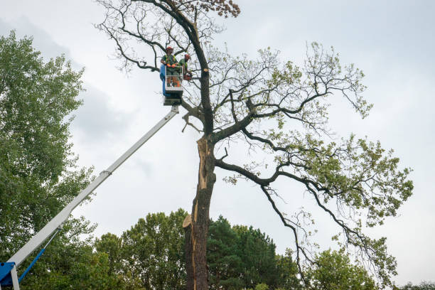 Best Tree Planting  in Augusta, AR